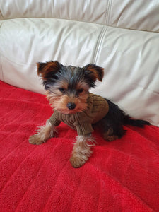 FREDDY THE 4 MONTH OLD YORKSHIRE TERRIER AND XXS SWEATER
