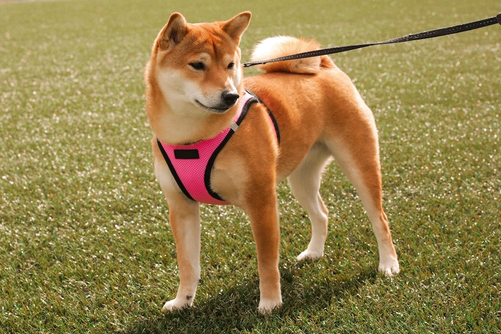 Unleashing the Benefits: The Case for Dog Harnesses