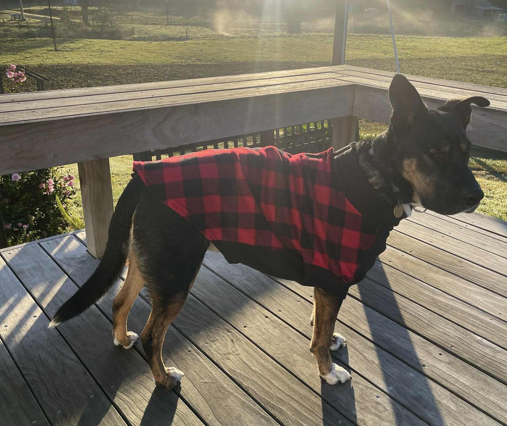 Django's Story: From Puppy Rescue to Overcoming Cruciate Ligament and Hip Dysplasia Challenges