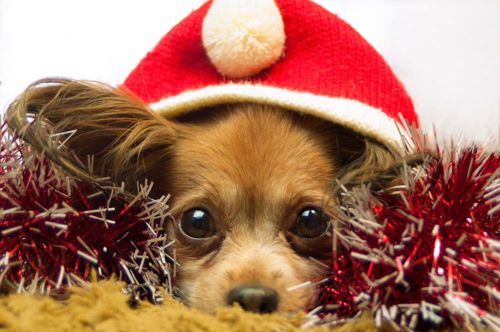 Pamper Your Pooch: 5 Reasons to Gift Your Dog Clothes This Christmas