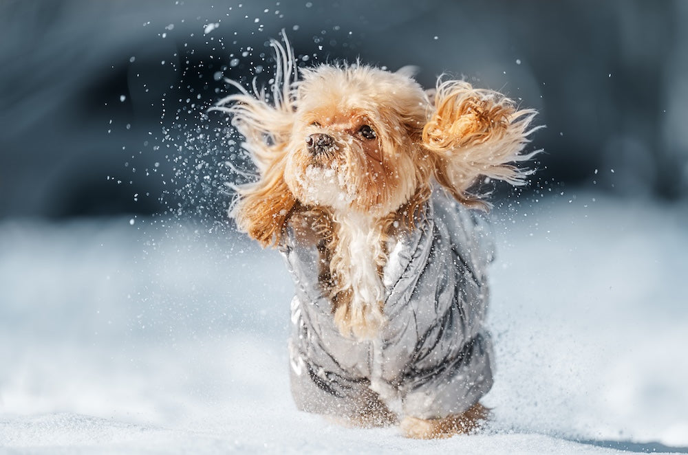 🐾 Top 5 Winter Dog Coats in NZ to Keep Your Pup Warm and Stylish