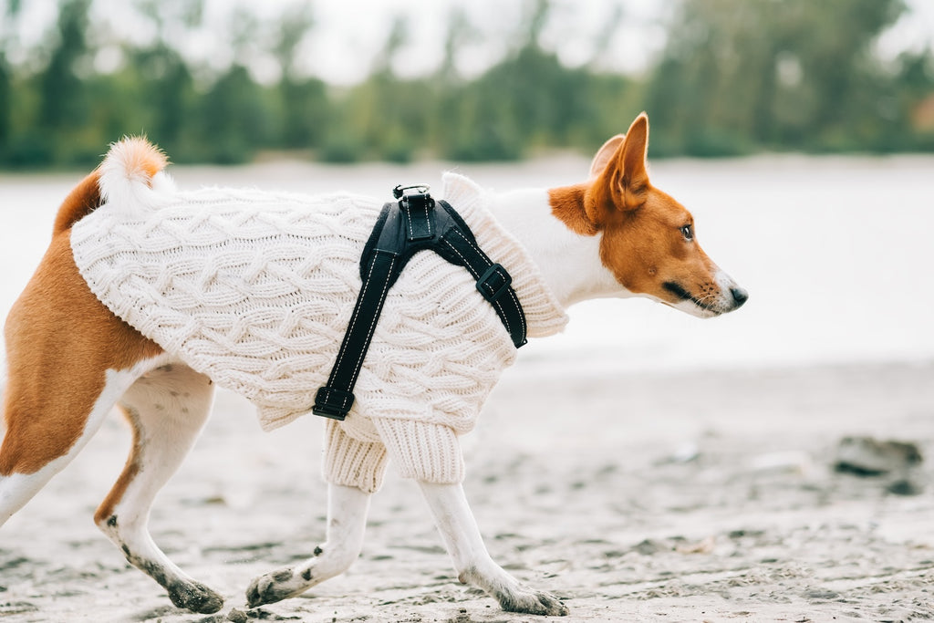 The Benefits of Dog Jumpers & Sweaters When Living in New Zealand