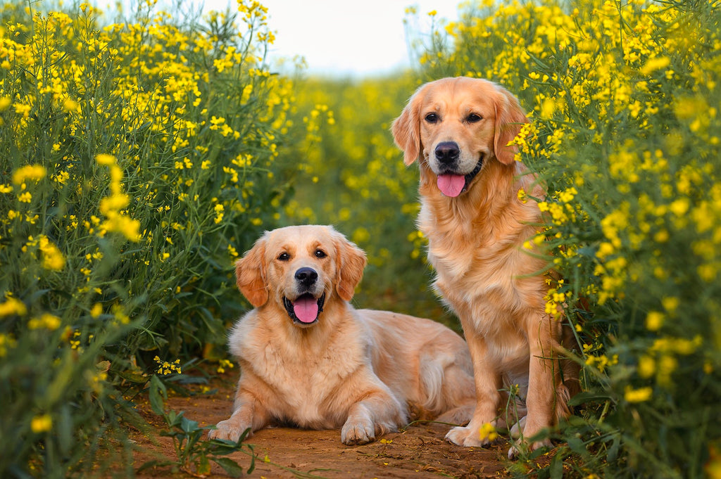 Top Dog Breeds in NZ & the Best Apparel Picks for Each