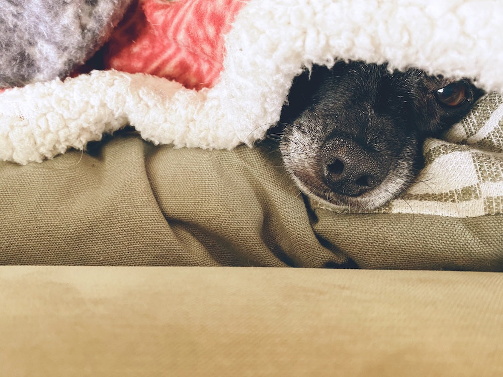 Cold Noses, Warm Coats: Gearing Up Your Dog for Autumn & Winter in NZ