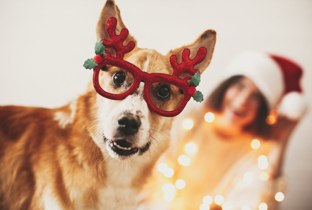 Christmas Is Coming & Our Dogs Deserve a Gift Too