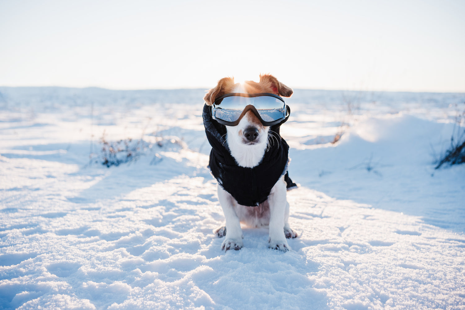 Why We Should Be Putting Coats on Dogs in Winter