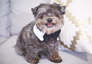 Bow Ties for Dogs: The Perfect Accessory for Weddings