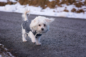 The Importance of Warm Dog Coats and Dog Socks in Winter