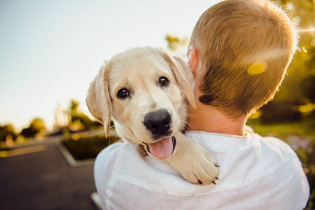 Celebrating Canine Connections: A Trio of Dog-Centric Days