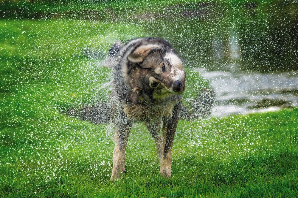 Keep Your Dog Cool, Safe & Stylish This Summer