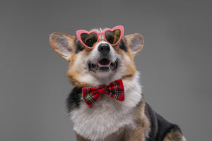 Enhance Your Pup's Style with Dog Bow Ties: A Perfect Accessory for Any Occasion