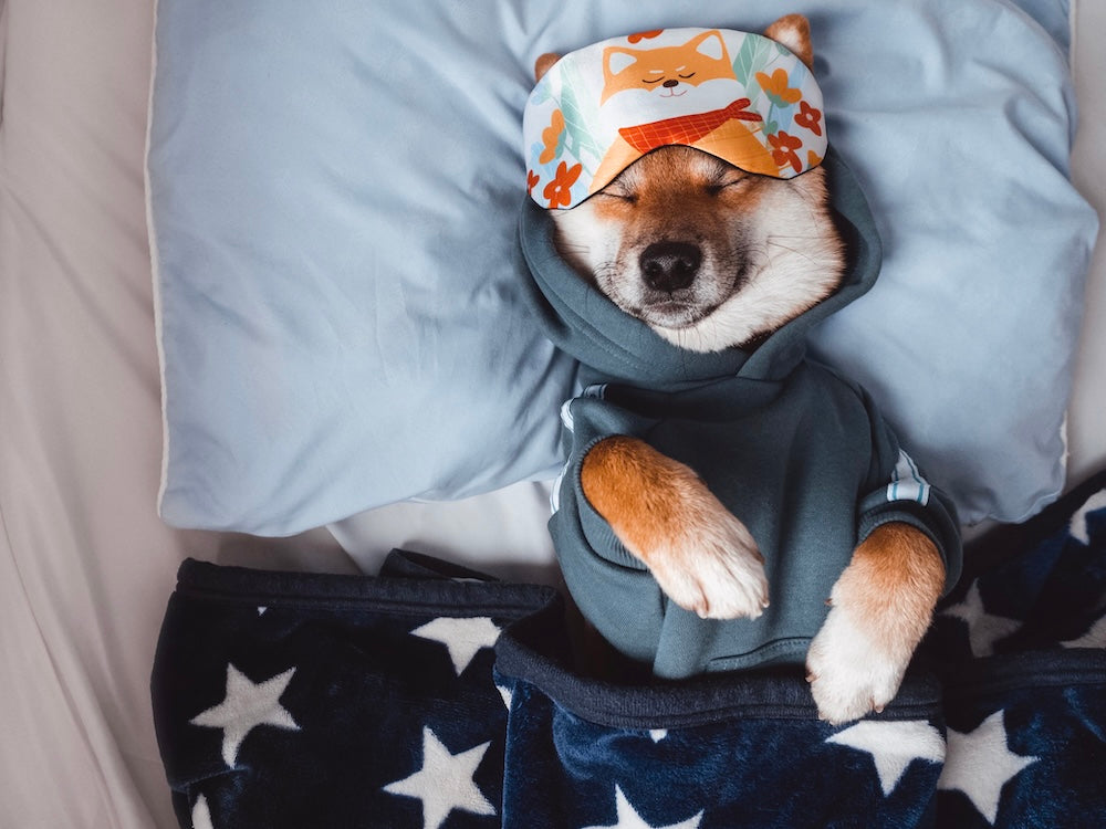 Snuggle Up in Style: The Best Dog Pyjamas in New Zealand 🐾