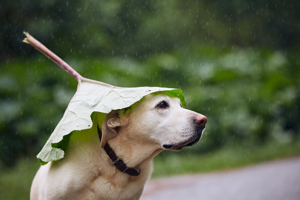 Why Every Dog Owner in New Zealand Needs a Dog Raincoat