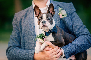 Including Your Dog in Your Wedding Ceremony: Why Dog Bow Ties are a Must-Have