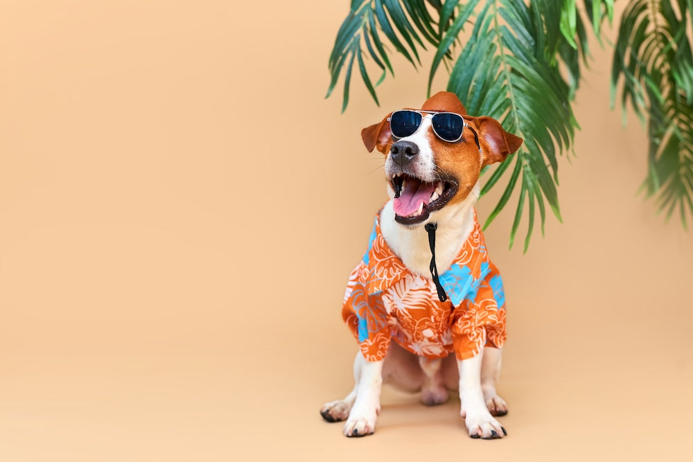 Preparing Your Dog's Wardrobe for the Summer Months