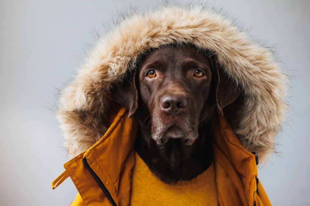 Choosing the Right Winter Dog Harness in New Zealand