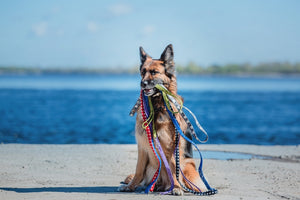 Keeping Your Dog on a Lead: A Growing Necessity